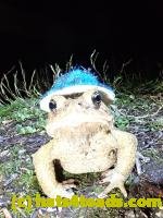 /home//u458753944/public_html/sourcegallery///////////////////Roxborough Toad Detour/2020/2020-04-13/93598738_10222313863304397_200258953324527616_n.jpg